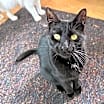Thumbnail photo of Inky #3