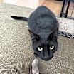 Thumbnail photo of Inky #4