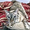 Thumbnail photo of Jasmine #1