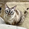 Thumbnail photo of Jasmine #2