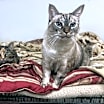 Thumbnail photo of Jasmine #3