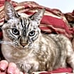 Thumbnail photo of Jasmine #4
