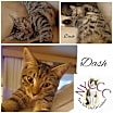 Thumbnail photo of DASH #1