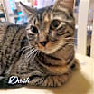 Thumbnail photo of DASH #3