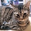 Thumbnail photo of DASH #4