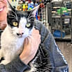 Thumbnail photo of Panda #2