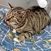 Thumbnail photo of JEFFIE #2
