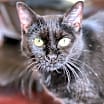 Thumbnail photo of Sabrina #1