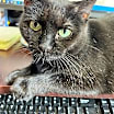 Thumbnail photo of Sabrina #2