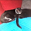 Thumbnail photo of Charlie #3