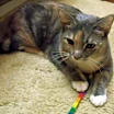 Thumbnail photo of Dolly #1