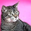 Thumbnail photo of Theodore #2