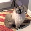 Thumbnail photo of Minkee #1