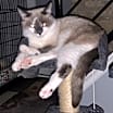 Thumbnail photo of Precious #1