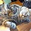 Thumbnail photo of Dutchess #1