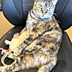 Thumbnail photo of Dutchess #3
