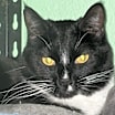 Thumbnail photo of Marble #1