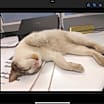 Thumbnail photo of zz - Kiwi #1