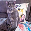 Thumbnail photo of kumico #1
