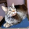 Thumbnail photo of BIGGS #1