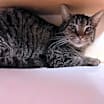 Thumbnail photo of BIGGS #2