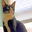 Thumbnail photo of Gilligan #2