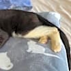 Thumbnail photo of Gilligan #3