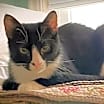 Thumbnail photo of Gilligan #4