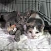 Thumbnail photo of Antoniette bonded with Heidi #1