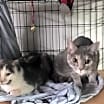 Thumbnail photo of Antoniette bonded with Heidi #3