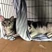 Thumbnail photo of Heidi bonded with Antoniette #2