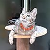 Thumbnail photo of Penny #3