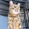 Thumbnail photo of Cedar #2