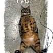 Thumbnail photo of Cedar #4