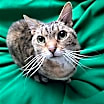Thumbnail photo of Laurel #1