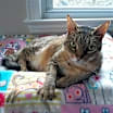 Thumbnail photo of Laurel #2