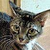 Thumbnail photo of DOT #2