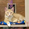Thumbnail photo of Colby #2