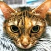 Thumbnail photo of Bereet #2