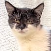 Thumbnail photo of Chai #4