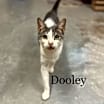 Thumbnail photo of Dooley #1