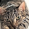 Thumbnail photo of CROIXX #1
