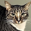 Thumbnail photo of Sulu #1