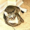 Thumbnail photo of Sulu #2