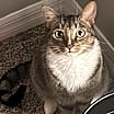 Thumbnail photo of Sulu #3