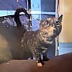Thumbnail photo of SCARLET #1