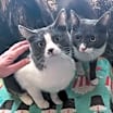 Thumbnail photo of Kit #3