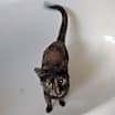 Thumbnail photo of Fiona #2