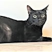 Thumbnail photo of Bentley #4