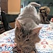 Thumbnail photo of Mittens #1